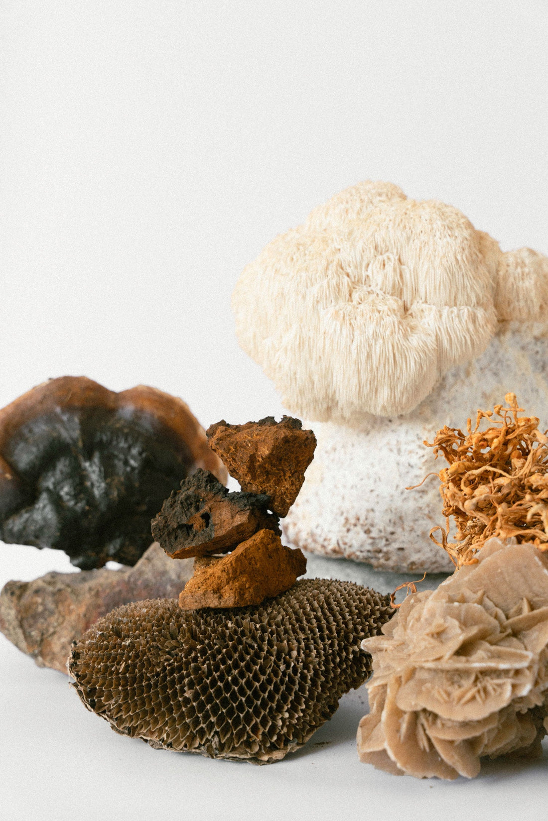 Les champignons c'est très bon