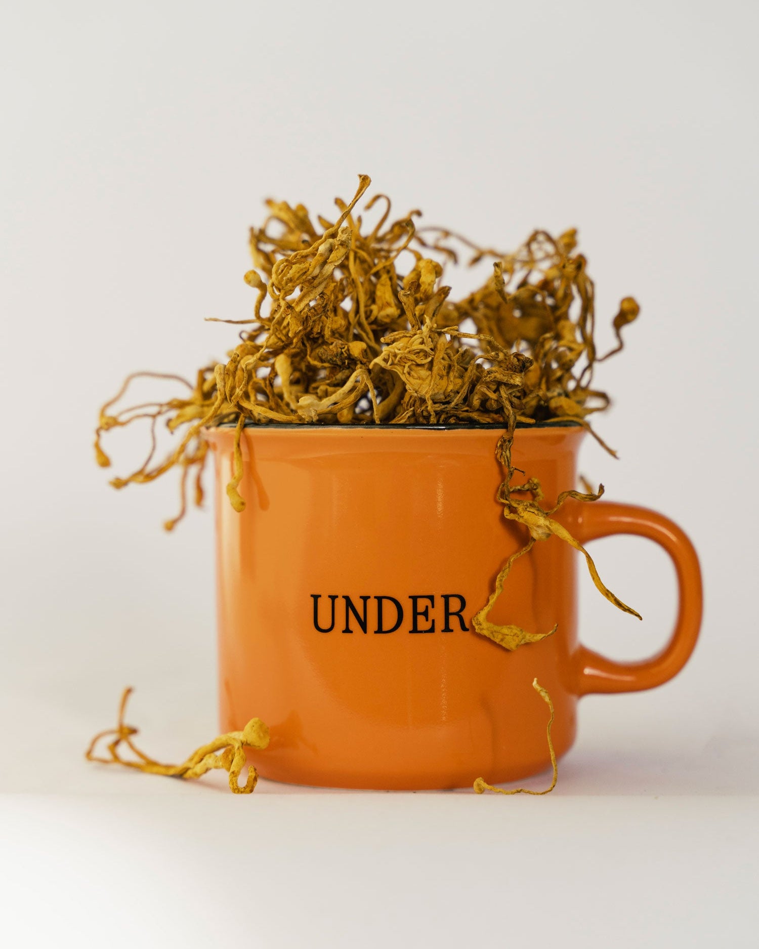 Cordyceps dans une tasse