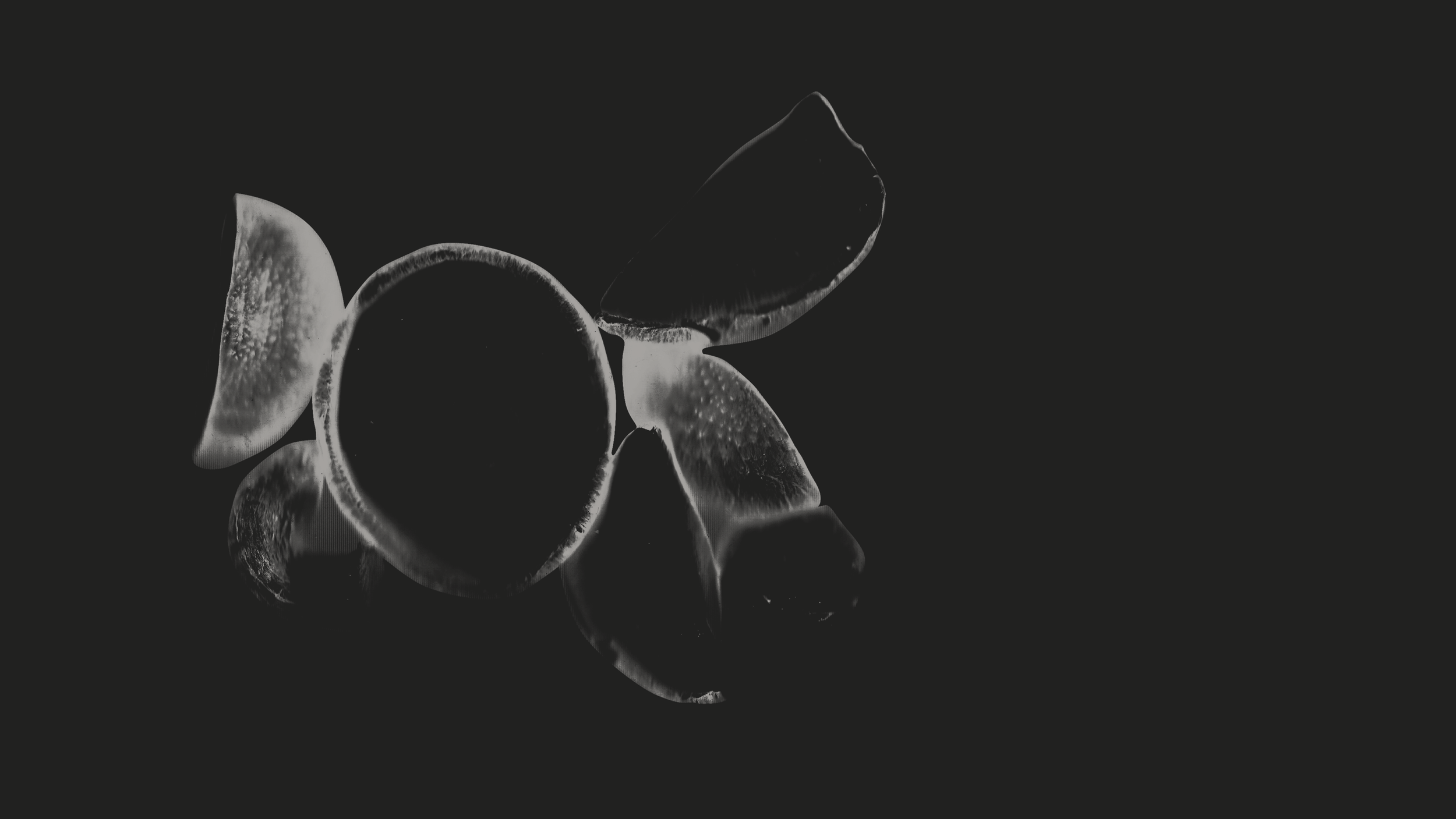 Champignons scannés sur fond sombre