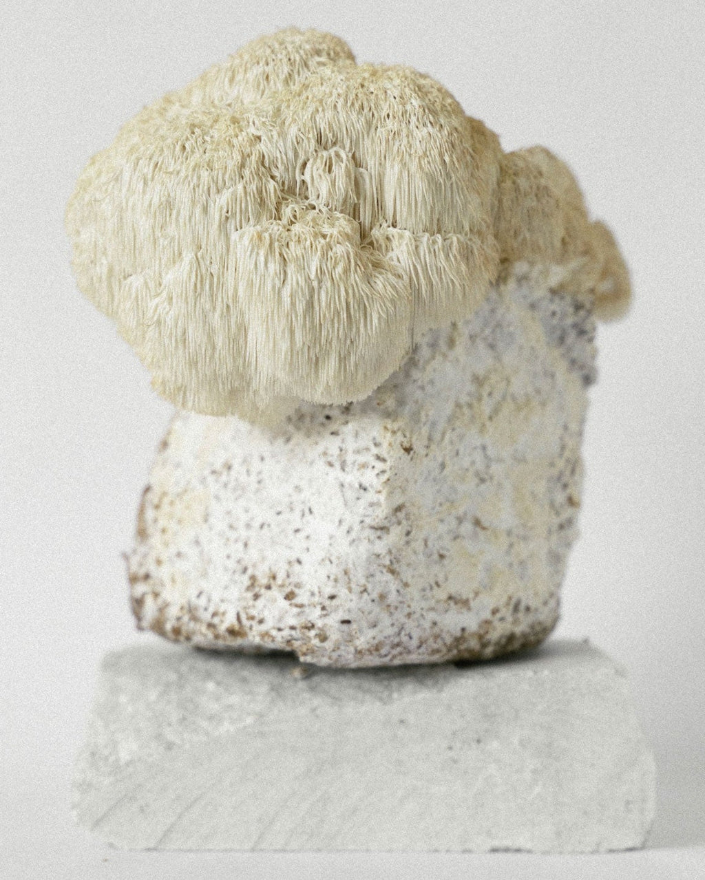 Bloc de Lion's Mane posée sur une pierre