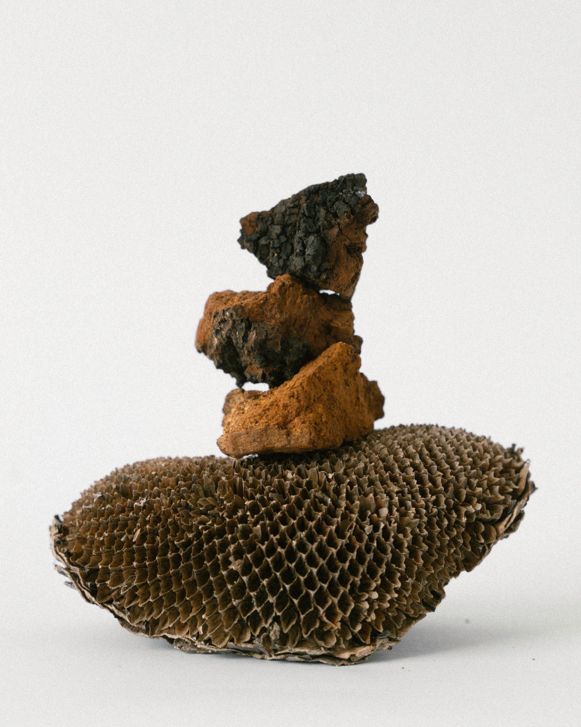 Chaga | 50ml
