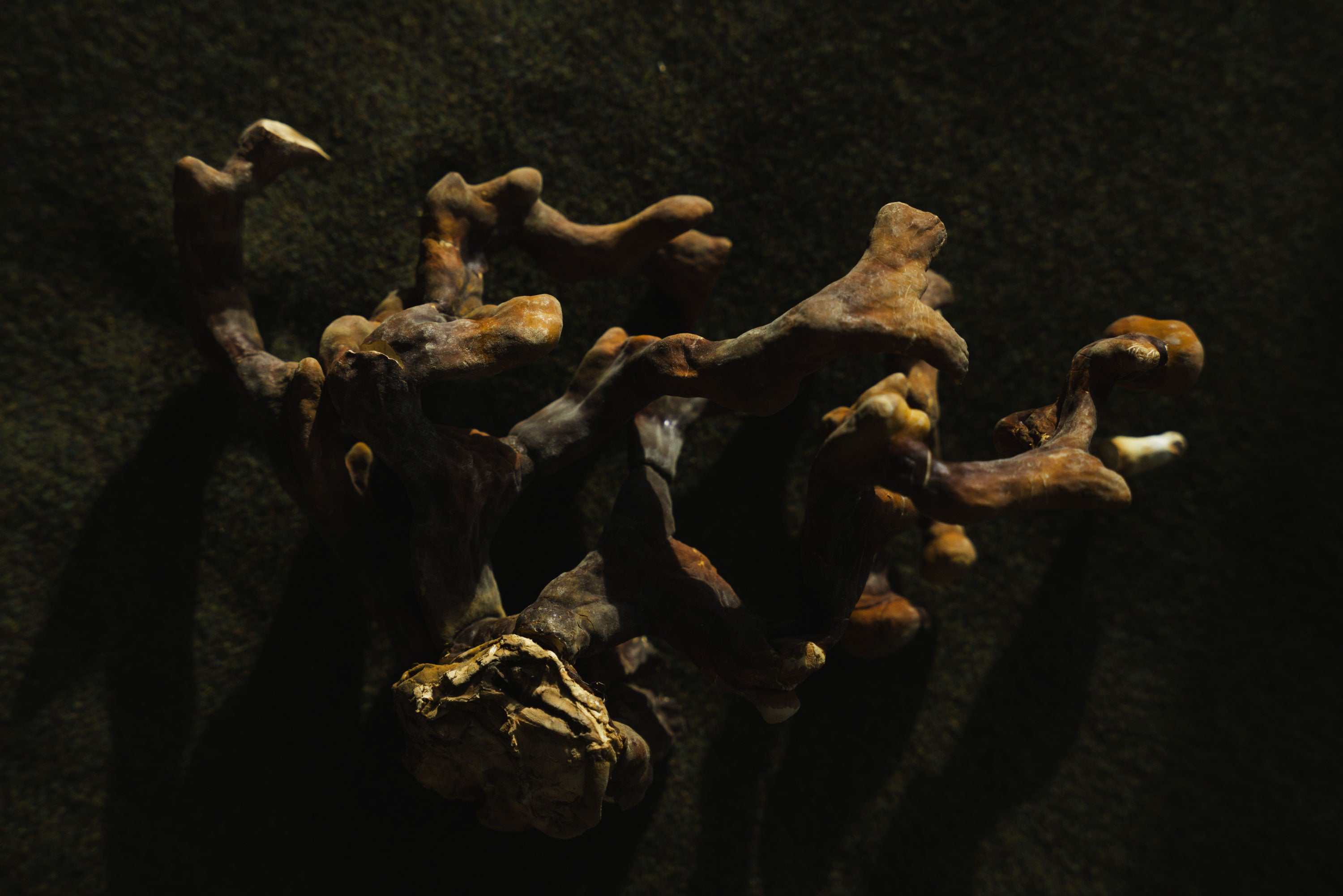 Reishi sur fond sombre